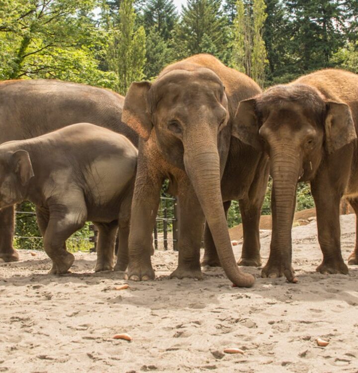 Coronacation Goes To The Zoo – Oregon Zoo Officially Reopening This Weekend