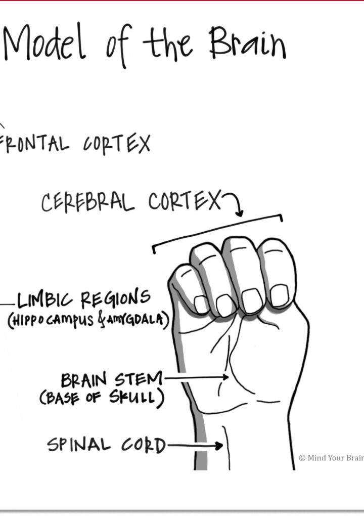 ​The Hand Model Of The Brain – What Is It And Why It’s Important To Know About It