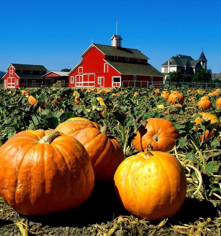 How To Have A Successful Time At The Pumpkin Patch