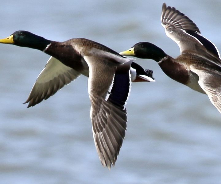 Why Your Kids Will Enjoy The Wonders Of Waterfowl