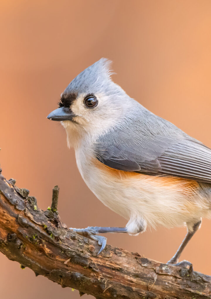 Five Easy Bird Feeders You Can Make With Your Kids