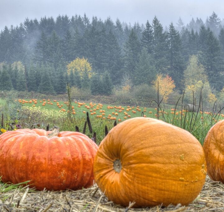 The 5 Best Pumpkin Patches Around Portland