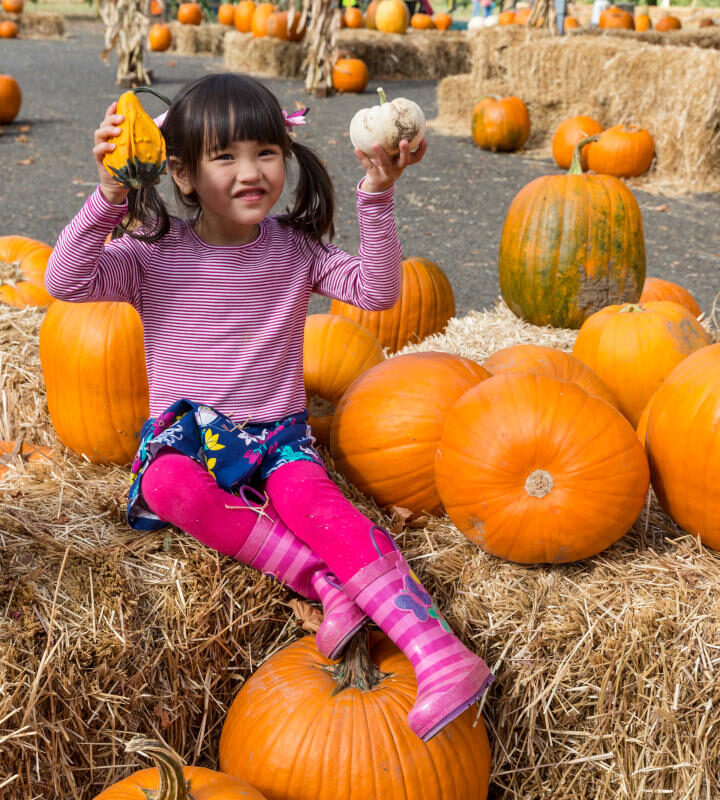 How To Find The Perfect Pumpkin At The Patch