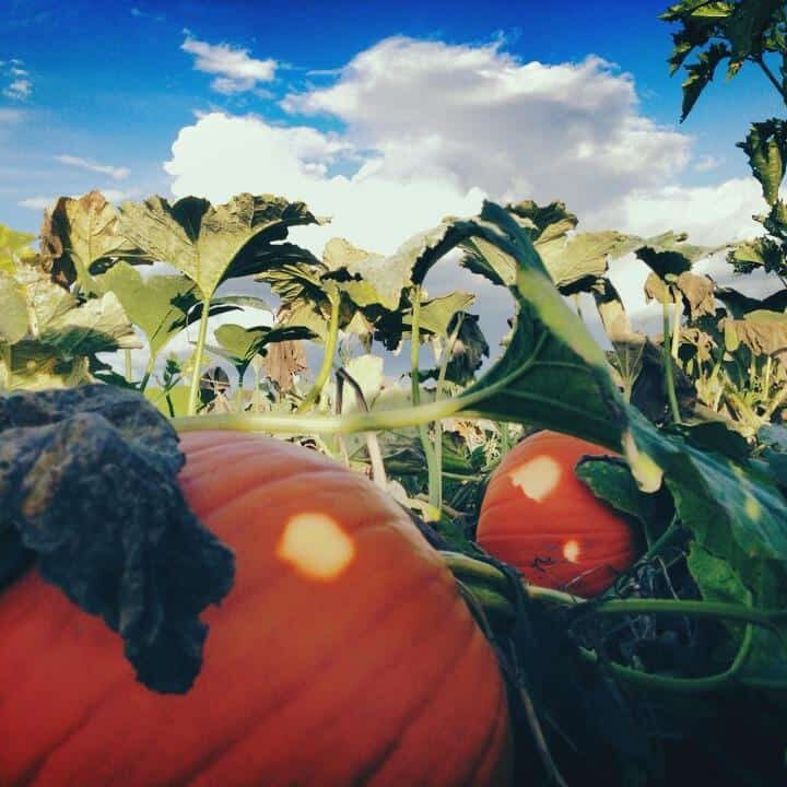 2022 Best Pumpkin Patches Around Portland