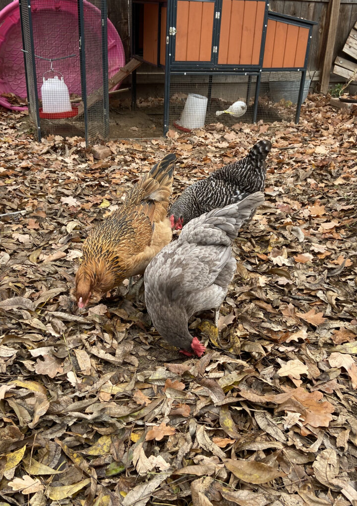 What To Know About Raising Chickens For Your Family Around Portland