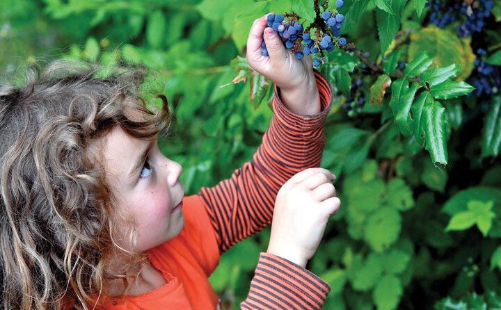 2023 Oregon Berry Picking Season Is Here – What You Need To Know