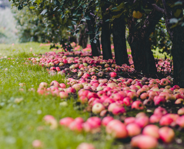 Top 5 Apple Picking Places In And Around Portland