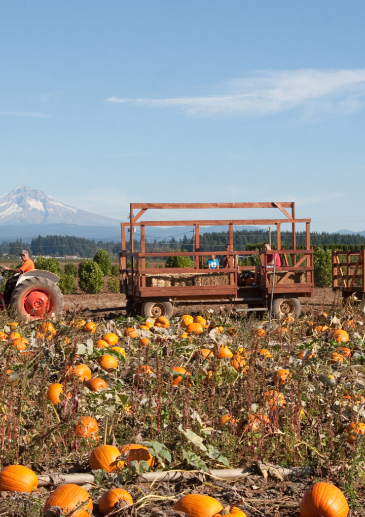 The Top Five Pumpkin Patches In And Around Portland That Do Not Require An Entry Fee