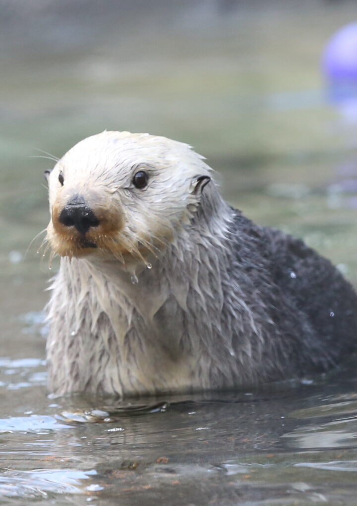 Discover A Year Of Ocean Adventures – Give The Gift Of An Oregon Coast Aquarium Annual Membership!