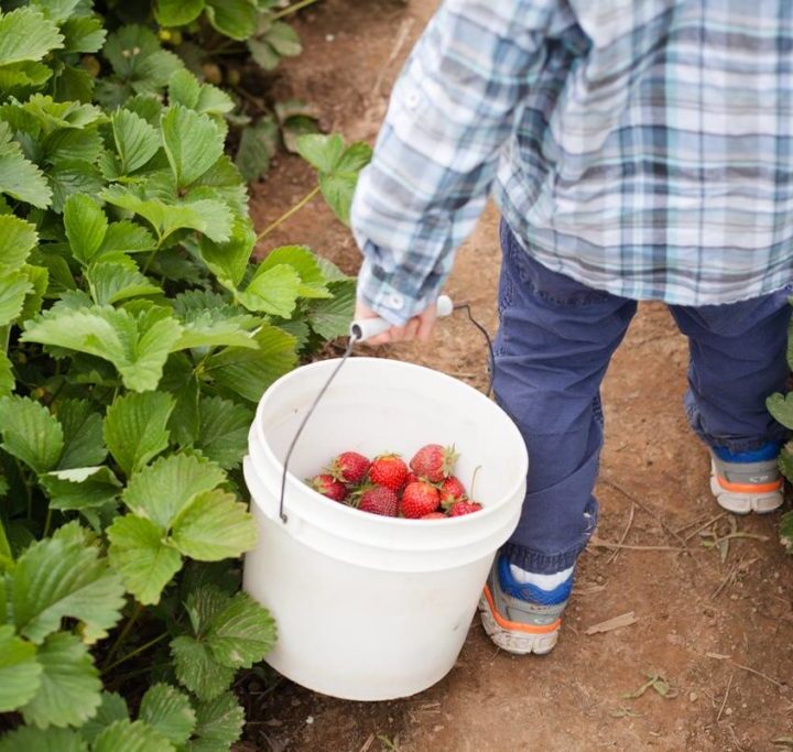 Underrated Berry Picking Places In And Around Portland