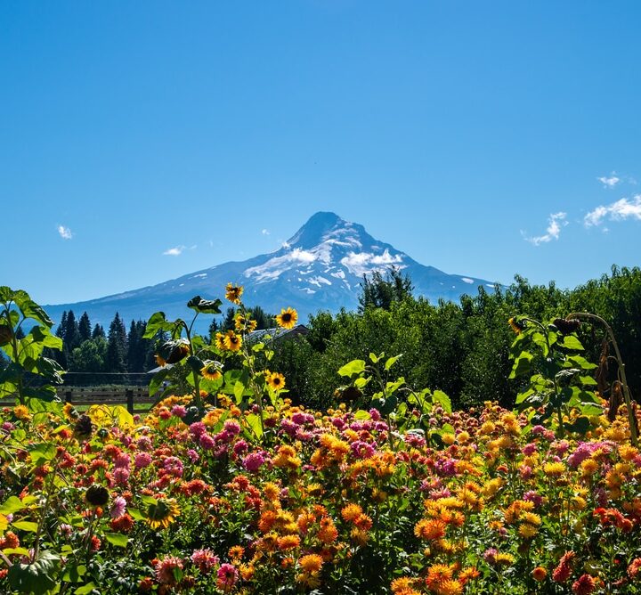 Why You Should Take The Family On The Hood River Fruit Loop