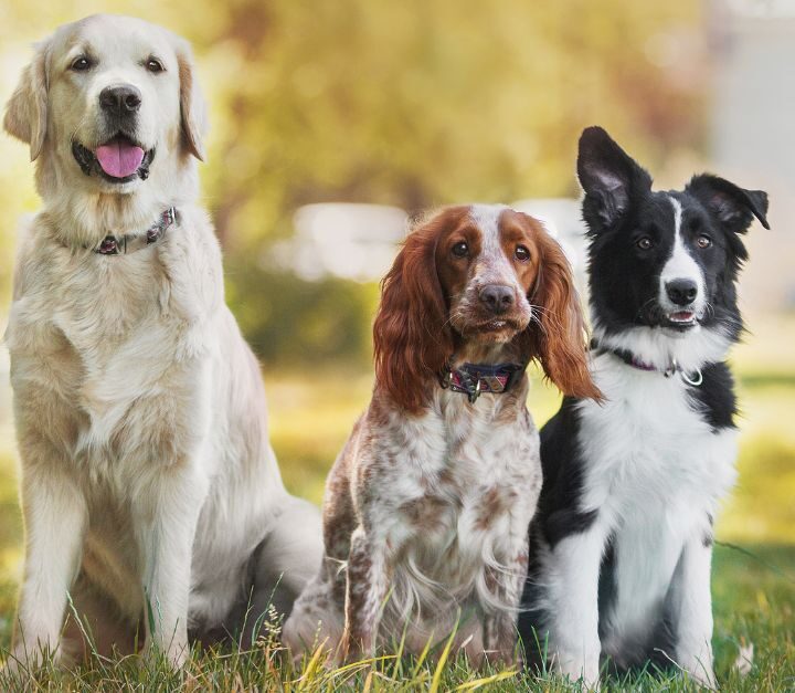 How To Choose The Best Dog Breed For You And Your Family