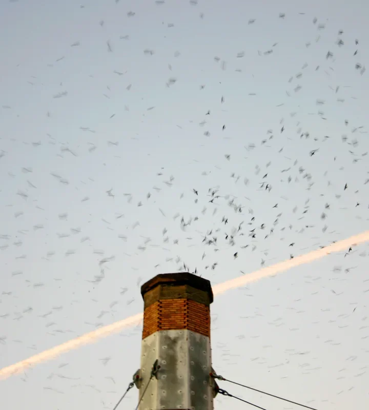 Welcome Home, Vaux’s Swifts! How You Can Teach Your Children About These Migratory Birds