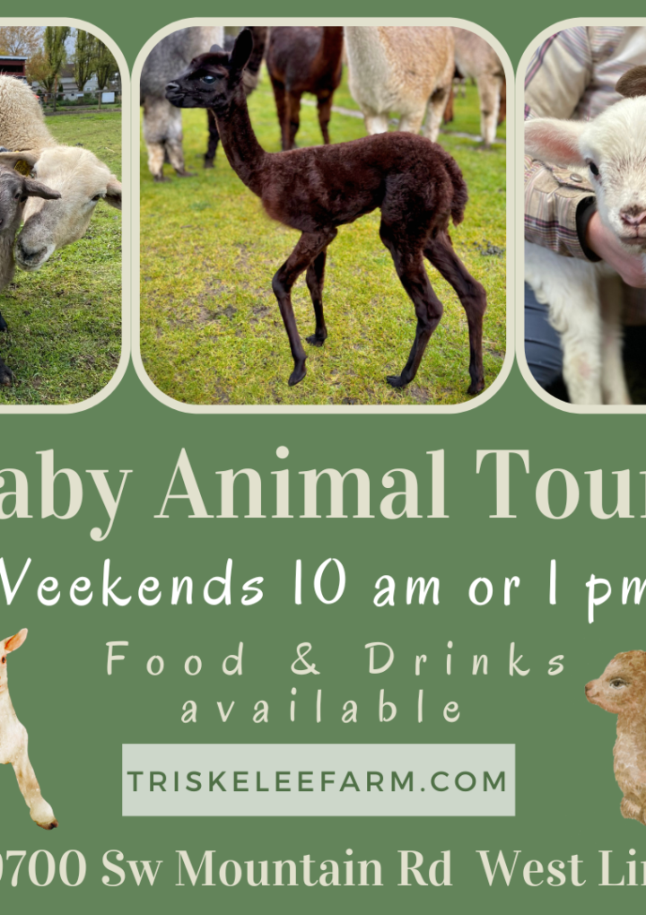 Meet Baby Animals Up Close At Triskelee Farm – Tours Running Through April!