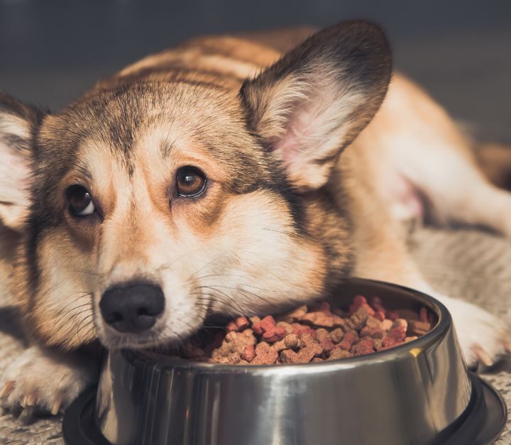 Why Your Dog Isn’t Eating As Much As Usual