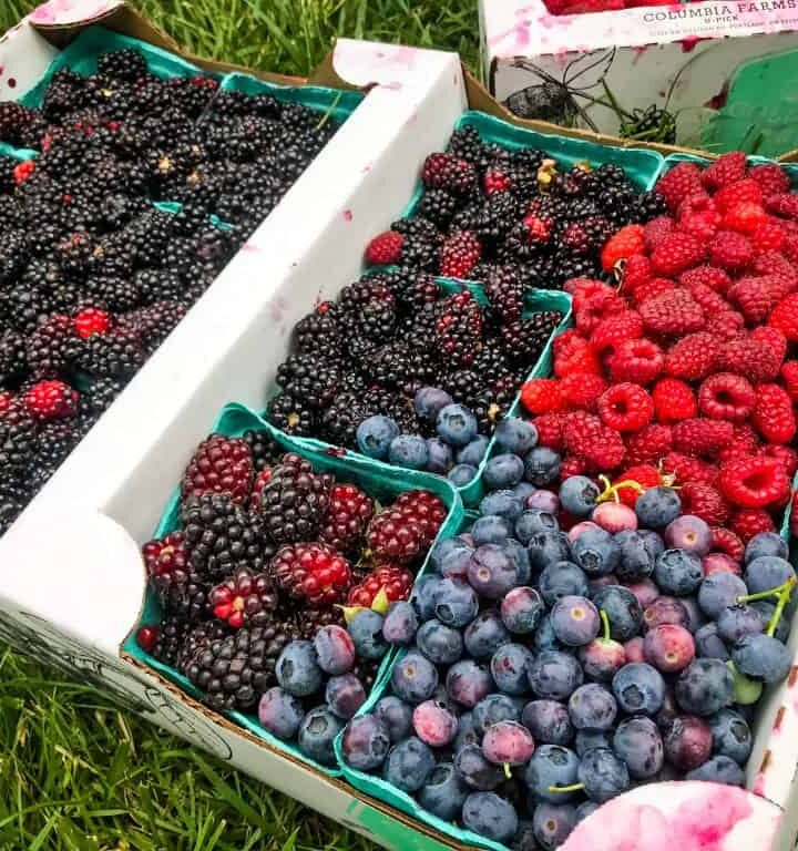 The Best Places For Berry Picking In And Around Portland