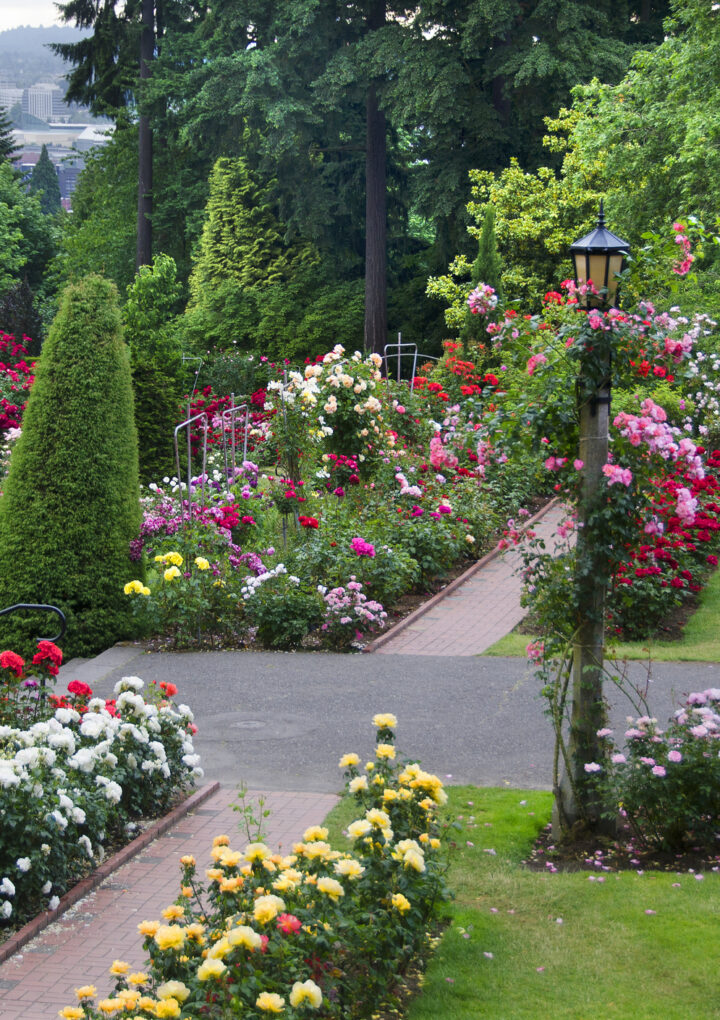 Stroll, Smell, And Soak It In – A Family Day At Portland’s International Rose Test Garden