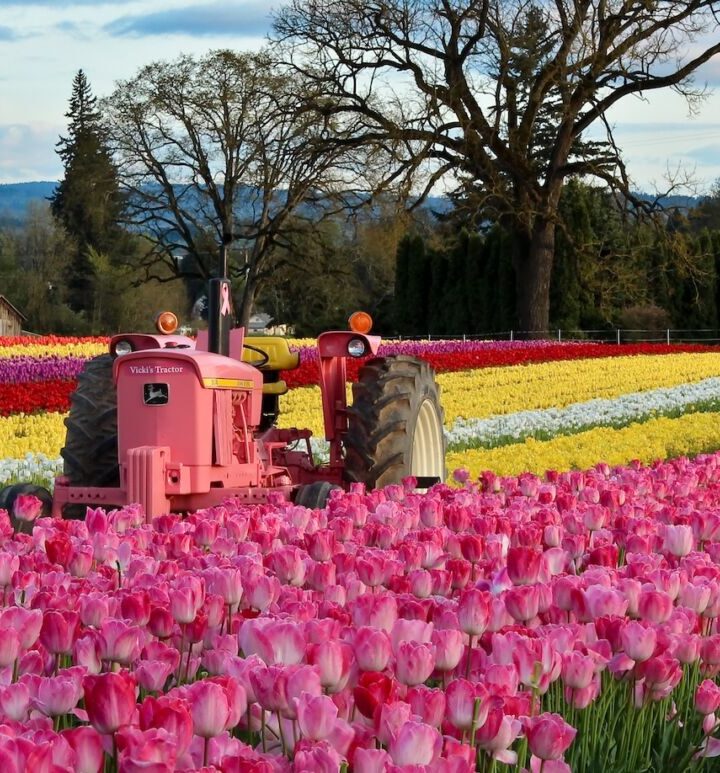 Save Oregon’s Farm Stands – Why Beloved U-Picks And Pumpkin Patches Need Your Voice