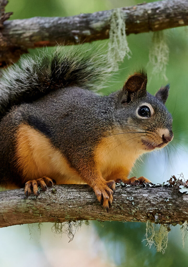 What’s Hiding In Your Backyard? Oregon’s Surprising Wildlife Visitors