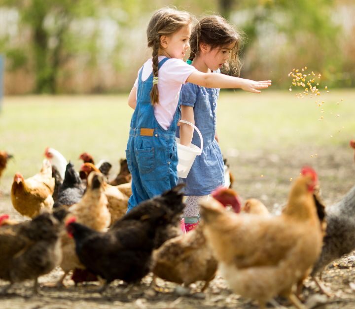 Family Homesteading – Get Fresh Food From Backyard Animals