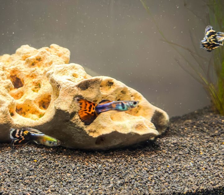 5 Perfect Starter Fish For Your Family Aquarium