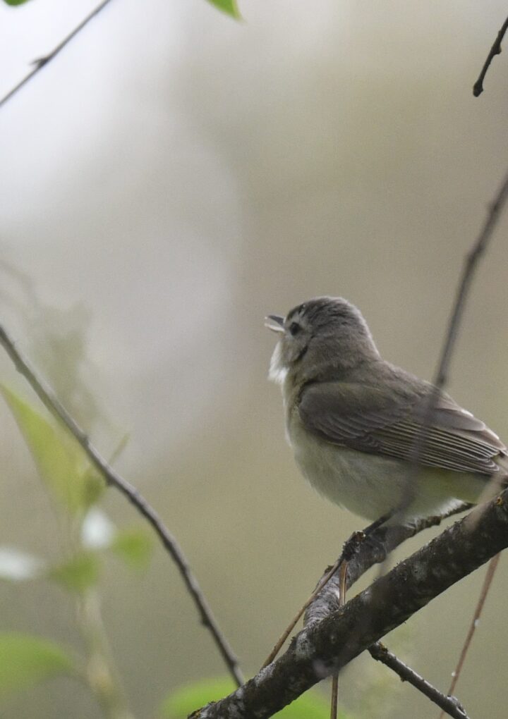 Why Lake Creek Lodge Is A Hidden Gem For Birdwatching Families In Central Oregon