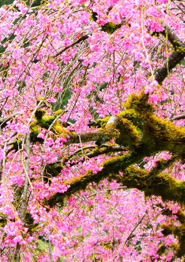 Cherry Blossom Season Is Almost Here – The Two Best Places In Portland To See The Blooms With Your Family