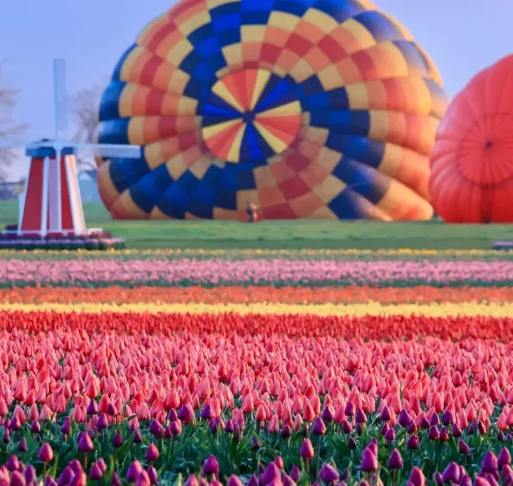Oregon’s Most Colorful Spring Tradition Returns –  The Wooden Shoe Tulip Festival Is Almost Here