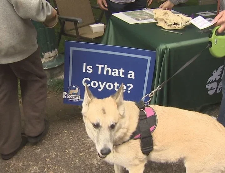 Why Portland’s Coyote-Palooza Is The Wildest Family Outing Of The Weekend