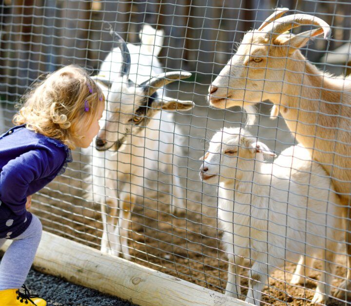 Oregon Weekend Activities For Families Who Love Animals