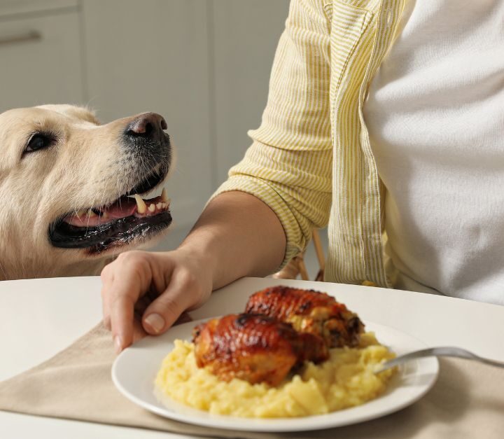 7 Bad Behaviors You Teach Your Dog Accidentally