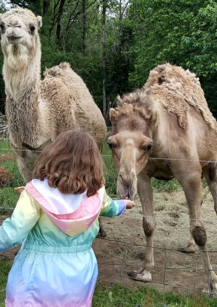 One Last Summer Adventure – Why Frog Pond Farm Is Perfect For Oregon Families