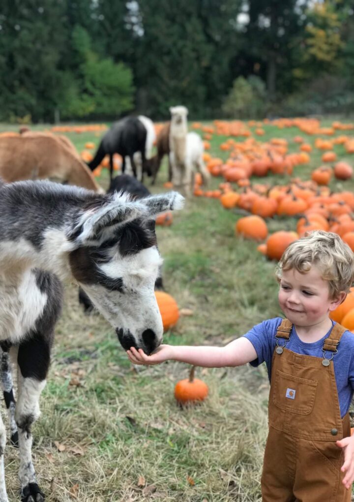 Pumpkins, Animals, Donuts And More – Why Families Love Frog Pond Farm