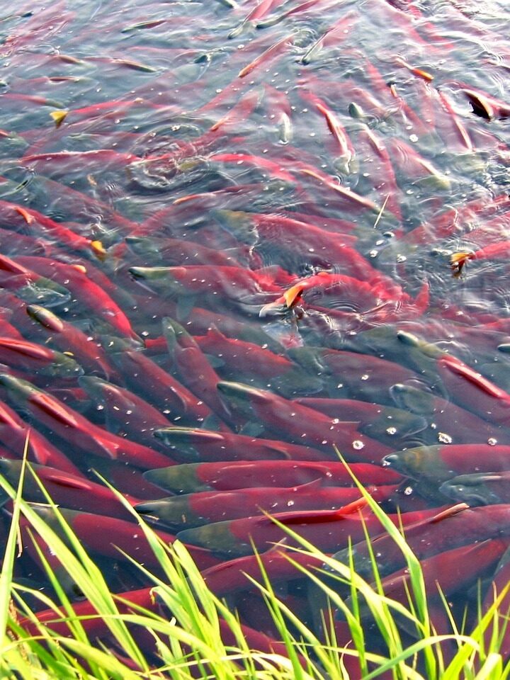 One Of Oregon’s Coolest Fall Adventures Is Happening Right Now – Where To See Salmon Spawn With Kids