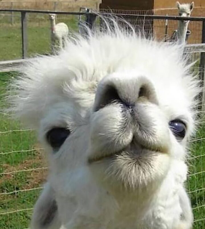Alpaca Adventures – Oregon Farms For Family Outings And Holiday Gifts