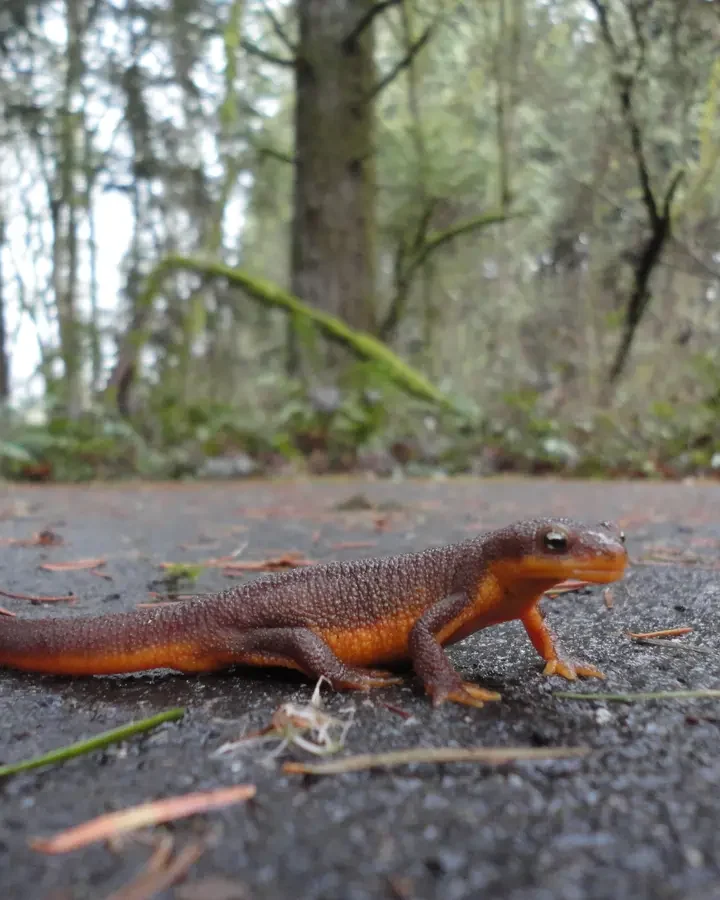 Beaverton Is Throwing A Free Party For Newts, And It’s Actually Pretty Cool